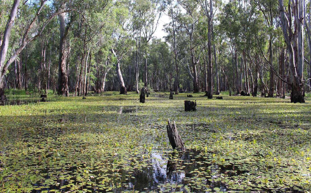  RELEASED: Gunbower island will benefit from environmental flows. Picture: Supplied.