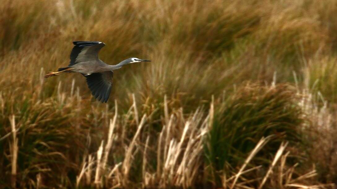 White-faced Heron. Picture: Eleanor Dilley.