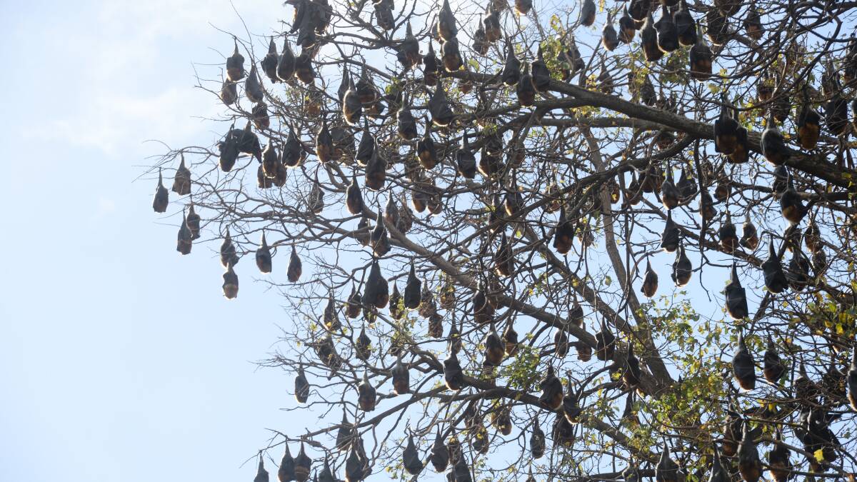 DIFFICULT: A reader says the problem for bats is the clearing of their natural habitat.