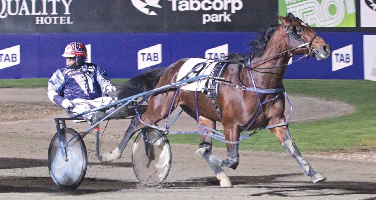 WORLD CLASS: Lennytheshark will be the headline act in Saturday night's Bendigo Pacing Cup at Lord's Raceway. Picture: HARNESS RACING VICTORIA