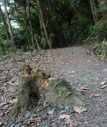 SUFFERING: One of the trees which has come down on the Okura Bush walkway. Photo: Hannah Morris