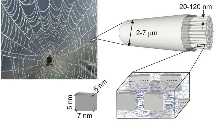Scientists want to unlock how spider silk transmits phonons, quanta of sound that also have thermal properties.  Photo: Dirk Schneider