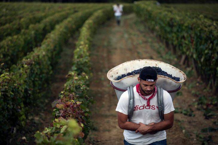 A worker carries red grapes in a burgundy vineyard during the grape harvest season, in Volnay, central France, Tuesday, Sept. 12, 2017. (AP Photo/Laurent Cipriani)