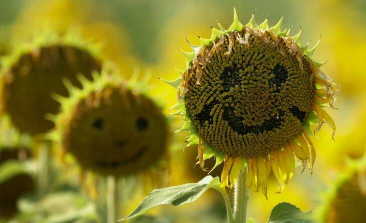 Smiley faces left by visitors adorn wilting sunflowers at a field on Grinter Farms on Monday, Sept. 11, 2017, near Lawrence, Kan. The 40-acre field, planted annually by the Grinter family, draws thousands during the weeklong late summer blossoming of the flowers. (AP Photo/Charlie Riedel)