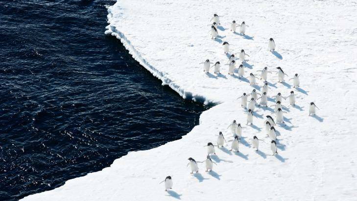 Adelie Penguins on the edge of the Ross Sea. Photo: John Weller/Antarctic Ocean Alliance