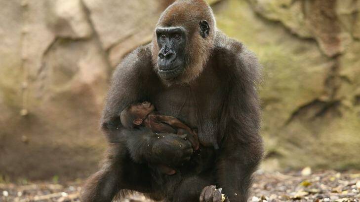 Gorilla mother Frala is seen holding her new born baby Photo: Mark Kolbe