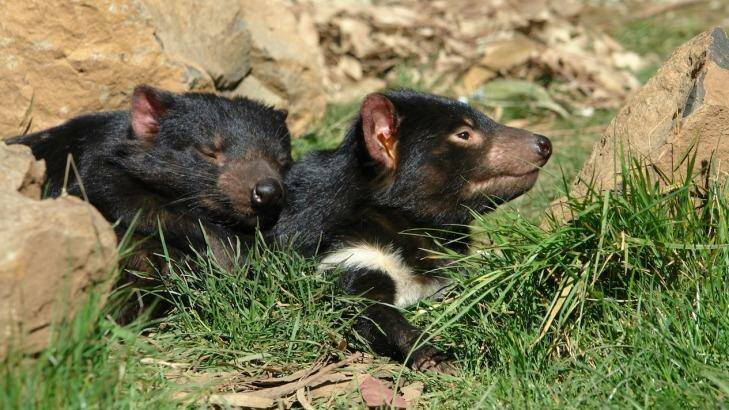 Healthy captive Tasmanian devils take a break. Photo: Dan Fellow