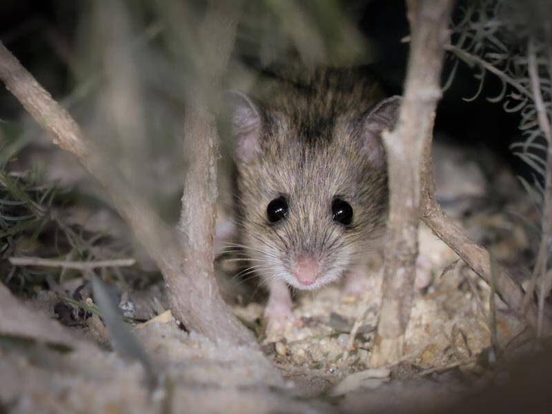 A special breeding program is returning the endangered Pookila mouse to a Melbourne botanic garden. (HANDOUT/ZOOS VICTORIA)