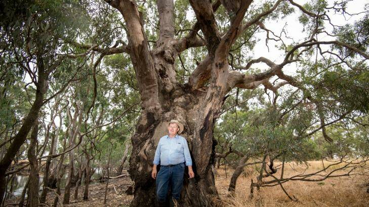 Paul Haw, Environmentalist and honory caretaker of a huge collection of Aboriginal artifacts. Photo: Penny Stephens