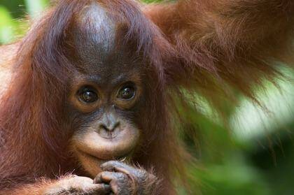 Orangutans have an openness that's almost baby-like. Photo: iStock