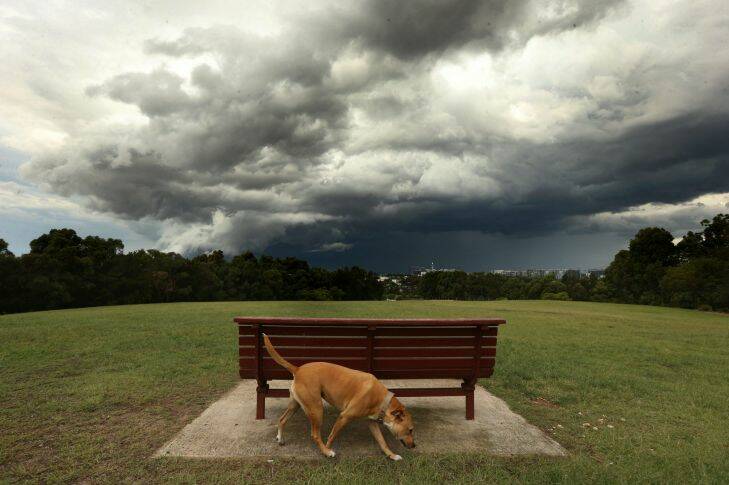 SYDNEY, AUSTRALIA - NOVEMBER 06:  A A dog at Sydney Park, St Peters, as a storm rolls in  on November 6, 2015 in Sydney, Australia.  (Photo by Anthony Johnson/Fairfax Media)