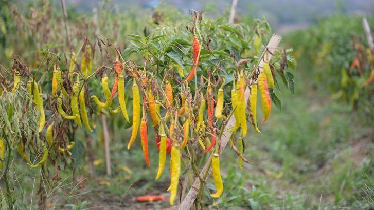 Chillies were introduced in the 17th century. Photo: Supplied