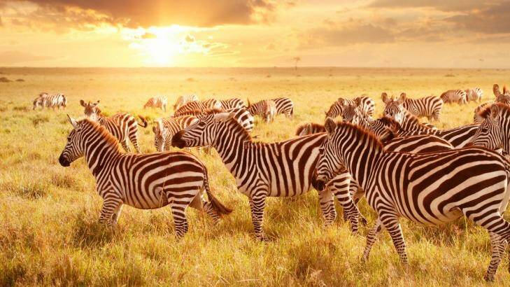Zebras at Maasai Mara parkland located on the border of Kenya, Uganda and Tanzania. Photo: iStock