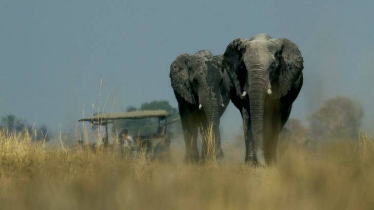 Elephants stroll through the Okavango. Photo: Beverly Joubert