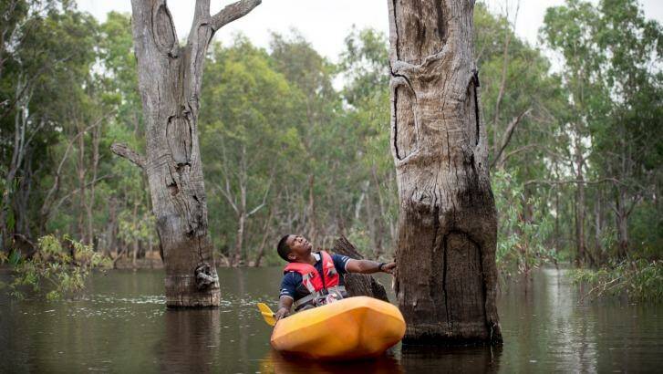 Jida Murray Gulpilil among the ceremonial scarred trees in Kinpanial Creek. Photo: Penny Stephens
