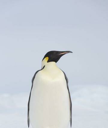 The sighting of a rare emperor penguin (<i>Aptenodytes forsteri,</i>) is a never-to-be-forgotten thrill for passengers aboard Le Boreal. Photo: Martin Ruegner
