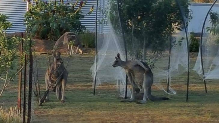 Kangaroos at home on a Heathcote property. Photo: Wendy Fleming