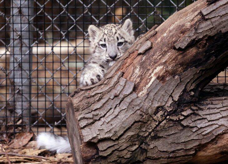 Aibek, a 2????-month-old male snow leopard cub, peers out at visitors from behind a log shortly before he was let into an outdoor exhibit for public viewing for the first time at the Woodland Park Zoo Tuesday, Sept. 19, 2017, in Seattle. Aibek and his mother Helen have been living in a non-public maternity den for bonding and nursing. Breeding of the cub was done under the Snow Leopard Species Survival Plan (SSP), a conservation program across accredited zoos to help ensure a self-sustaining population of snow leopards, which are considered a threatened species. (AP Photo/Elaine Thompson)