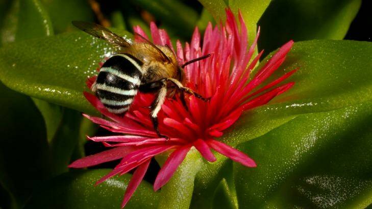 Said the plant to the bee: "I can feel you all over me." Photo: David Porter