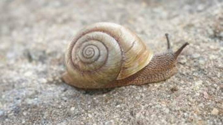 A snail moves faster than our justice system. Photo: Supplied