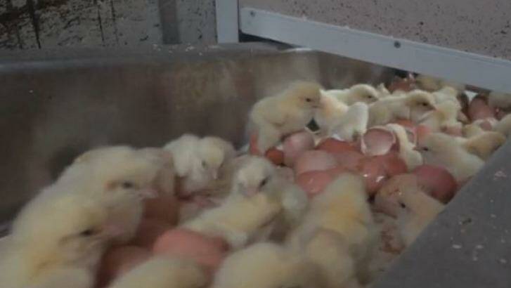 Male chicks on a conveyor belt at a  Specialised Breeders Australia hatchery in Victoria. Photo: Animal Liberation