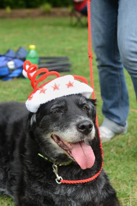 14yo Ned gets into the Christmas spirit.

Picture: JIM ALDERSEY
