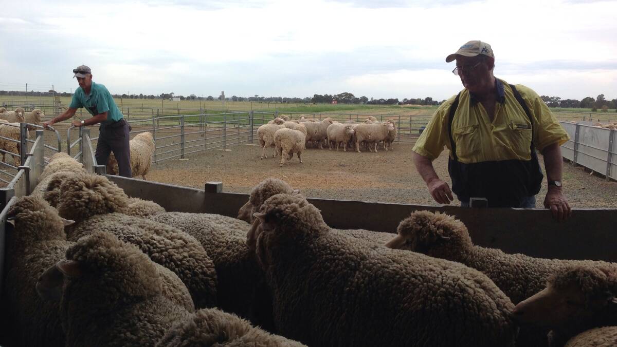 Sheep are being prepared ahead of tomorrow's packed schedule in the shearing shed.