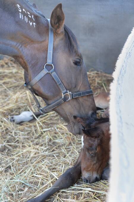 Addy and her new foal at the Campbell farm on Monday morning.

Picture: JIM ALDERSEY
161213