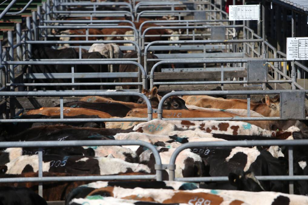 Bendigo cattle sales - 07.04.2015