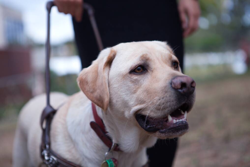HELPFUL: A Guide Dogs Victoria program will help people navigate life. 