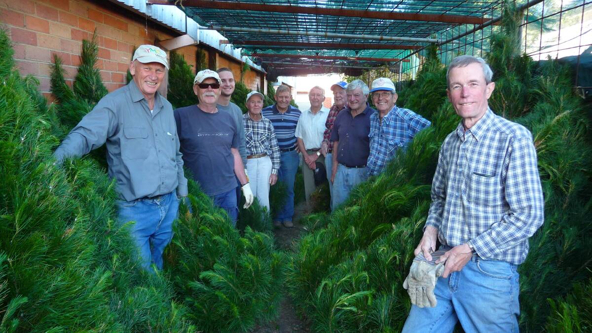 BUSY: The 'Y Army' preparing for the annual Christmas tree sale. Picture: CONTRIBUTED