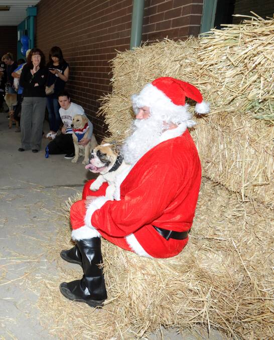 HAPPY SNAP: Santa poses for a photo with one of his four-legged friends. 