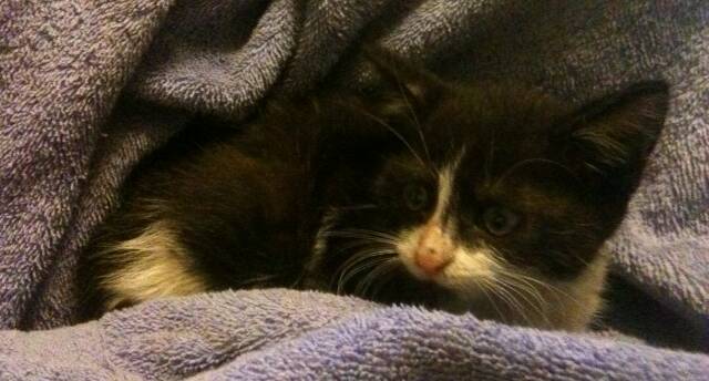 CUTE: Hitch the stowaway kitten is alive and well after hitching a lift from Lockwood. Picture: CONTRIBUTED