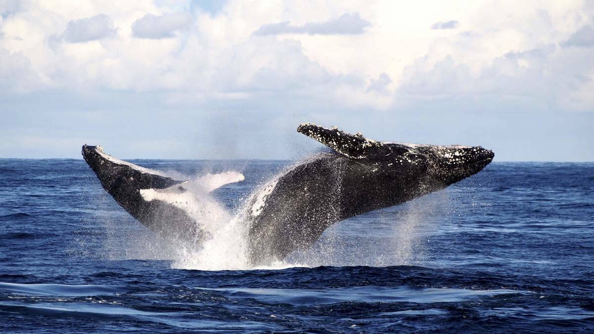 IN FULL FLIGHT: Imagine Cruises crew member Stephen Murray caught this shot of two humpback whales breaching the water off Port Stephens earlier this month.