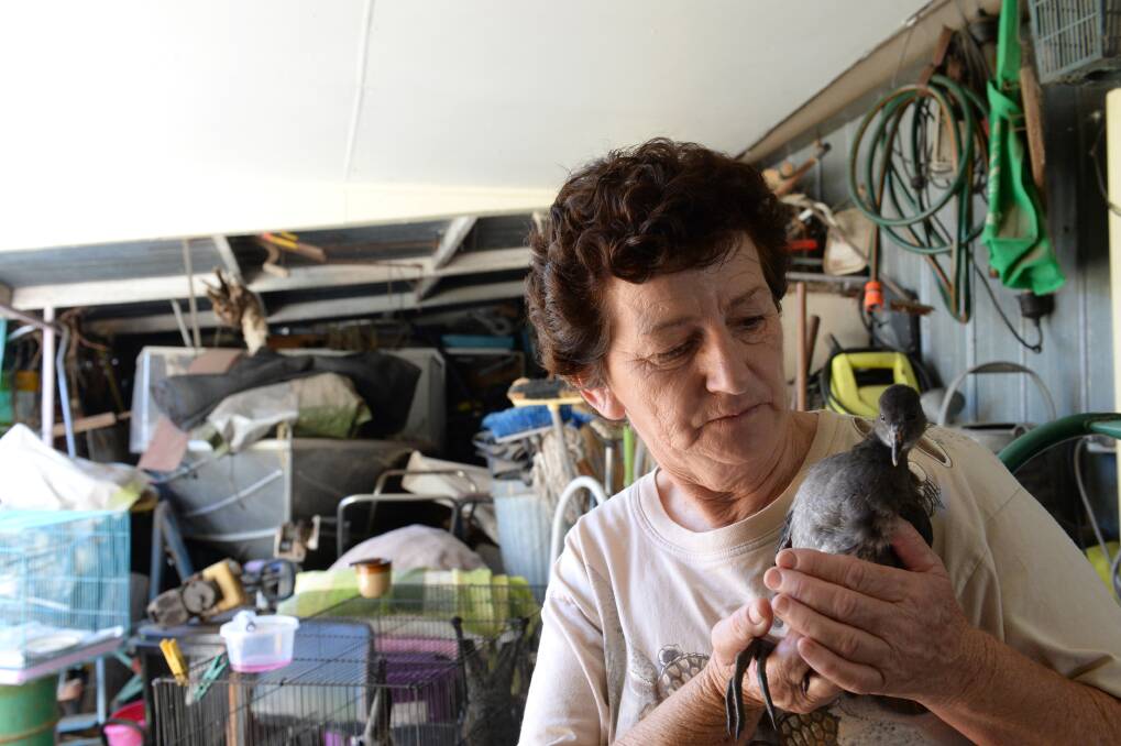 Lynne Waller with a Juvenile Dusky Moorhen bird. The birds are sick from something in the water at Lake Weeroona. Picture: JIM ALDERSEY