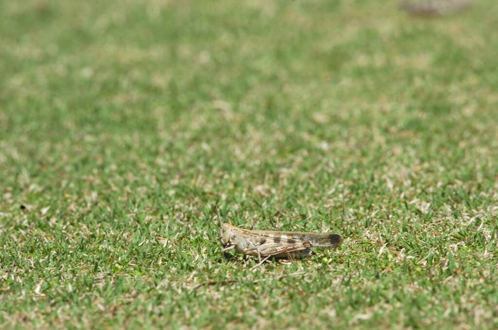 A hopper chews on the Dingee Bowling Club green. Picture ; PETER HYETT.