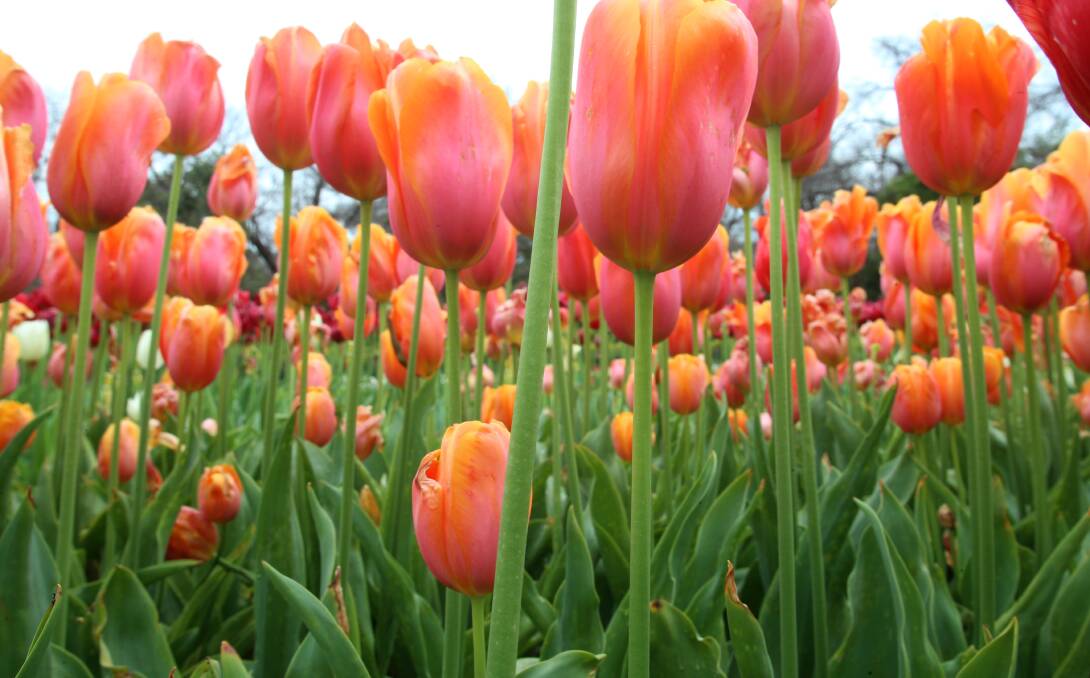 Spring time in Bendigo: Tulips in Rosalind park. Pictures: PETER WEAVING