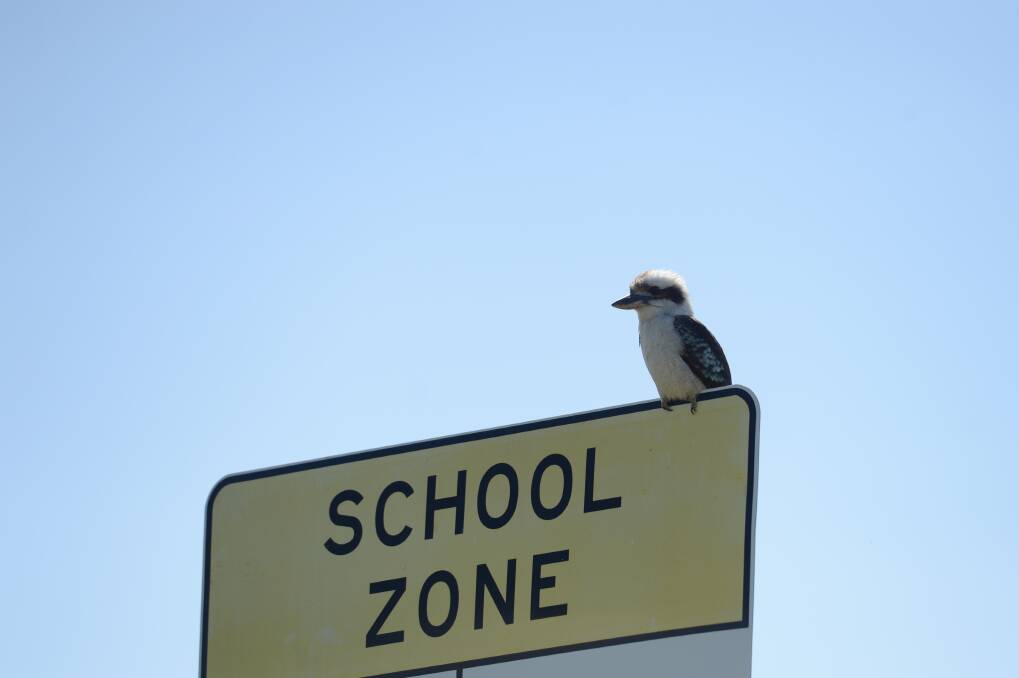 A kookaburra sits on a school sign in Drummartin. Picture: JIM ALDERSEY