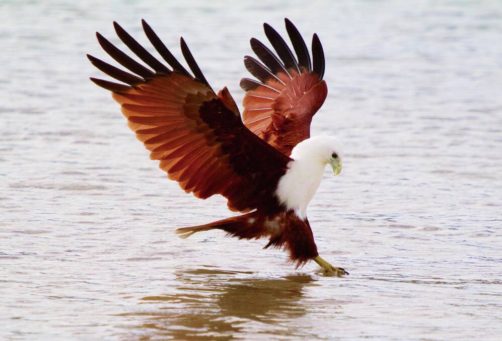 PRECISION: Pug Ryan photographed this Brahminy Kite moving in for a kill on the water.