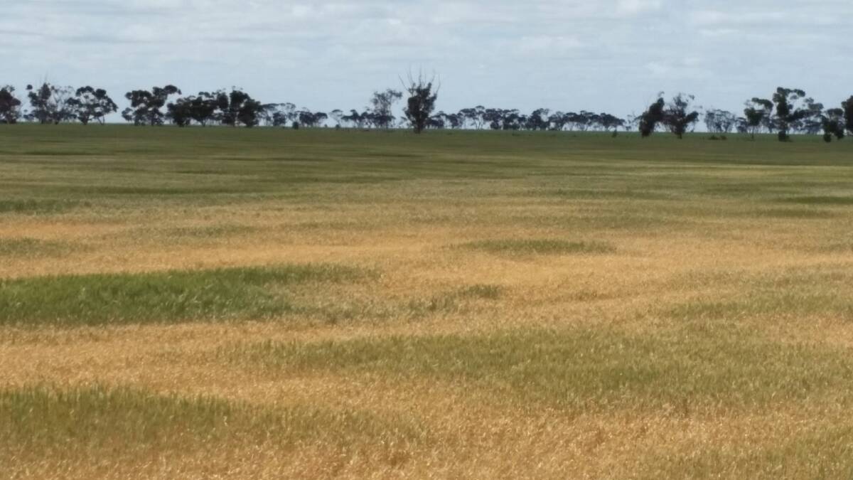 BURNT OFF: A paddock near Birchip that will not be harvested this year, a common sight throughout the region from Wycheproof to Warracknabeal. Picture: SUPPLIED