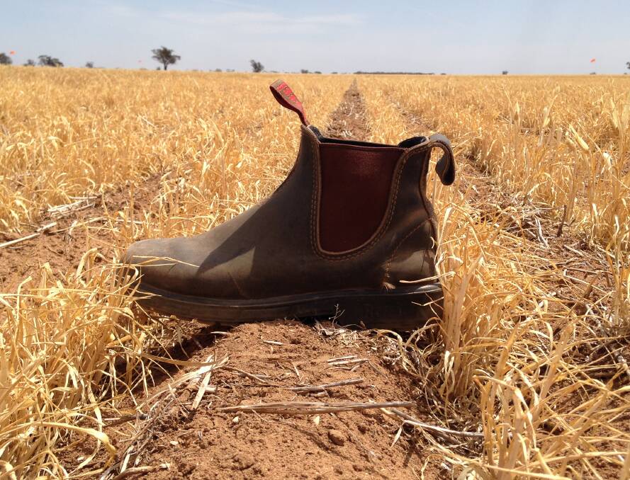 PARCHED: A failed barley crop near Birchip. Picture: CONTRIBUTED