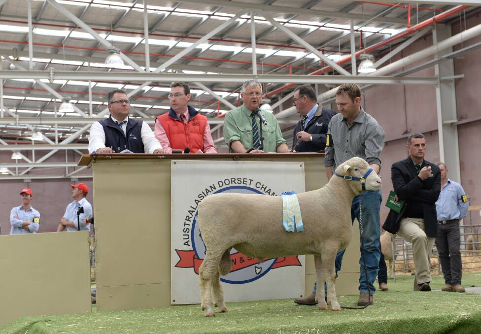 Bendigo hosted the Australasian Dorset Championships Show and Sale on Monday. Picture: JIM ALDERSEY