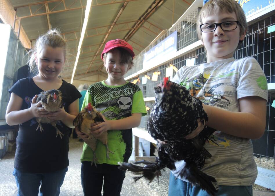 NEW BREED: Peyton and Cooper Anderson and Declan Boyde with their Belgian chickens. Picture: ADAM HOLMES