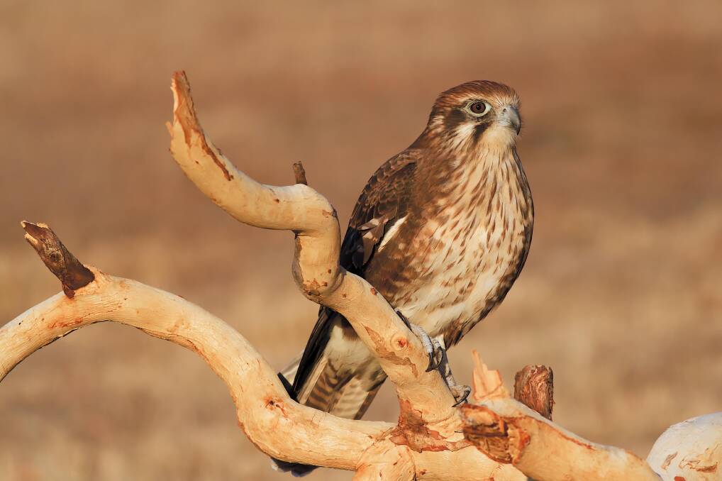 GRACE: A brown falcon awaits another hunt, as photographed by John Clow.