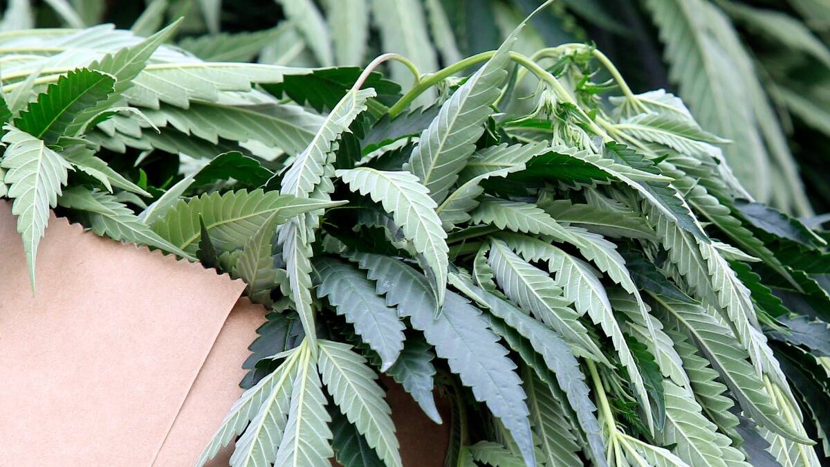 Man fined for cultivating 18 cannabis plants