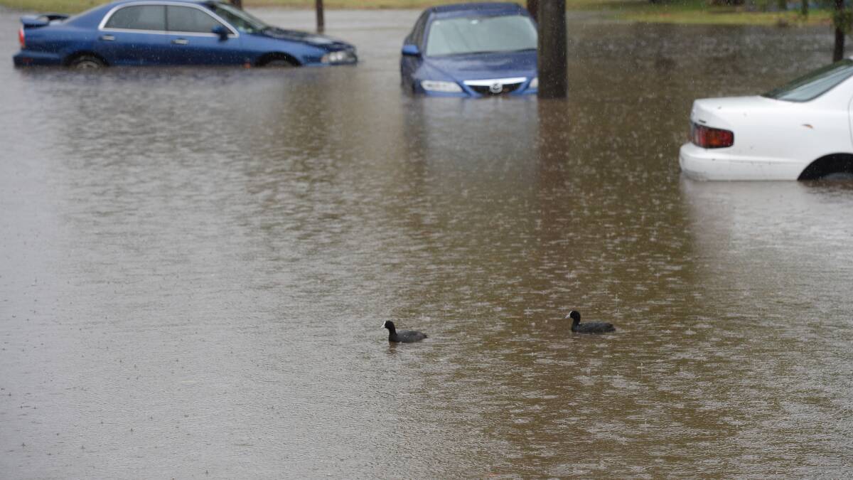 Ducks swim in Nolan Street on Friday. Picture: JIM ALDERSEY