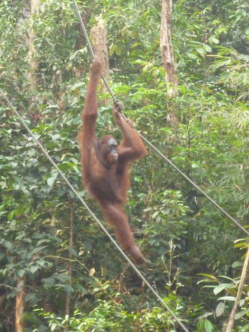 Sam found this fellow hanging around the Semenggoh Wildlife Centre in Borneo. Picture: SUPPLIED