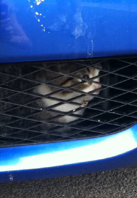 This kitten was on its way from Bendigo to Melbourne before it was found hiding in the front grill space of a car. Picture: CONTRIBUTED
