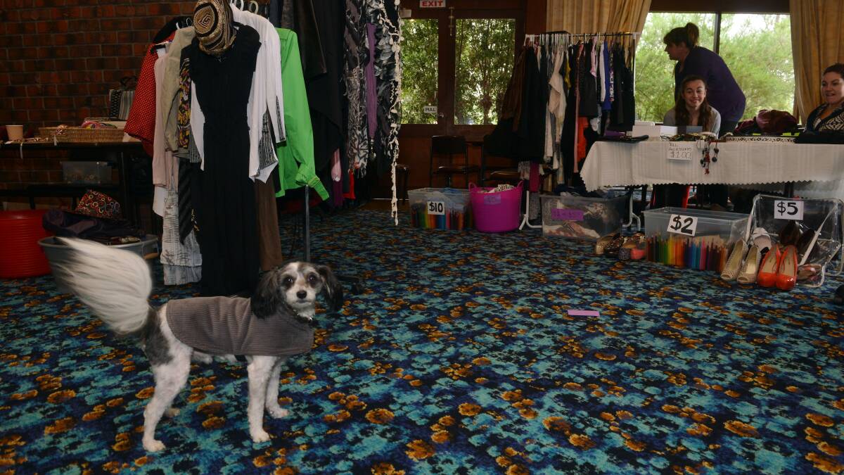 A Second Hand Clothing Seller's Dog:  Hugo supervising a pre-loved clothing sale stall.
Picture: BRENDAN McCARTHY