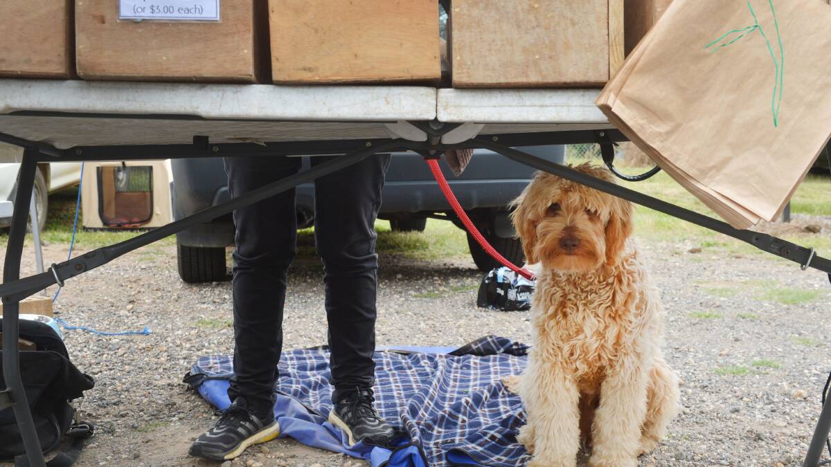Satchmo, the stallholders dog shelters from the heat at Maldon Market.
Picture: BRENDAN McCARTHY